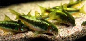 Corydoras aeneus green stripe