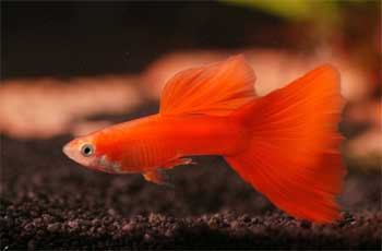 Guppy Triangel rot blond